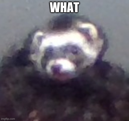 zach's ferret | WHAT | image tagged in zach's ferret | made w/ Imgflip meme maker