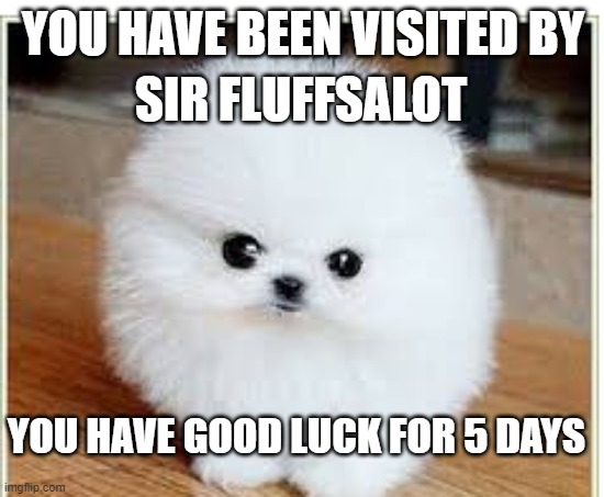 Sir Fluffsalot | SIR FLUFFSALOT; YOU HAVE BEEN VISITED BY; YOU HAVE GOOD LUCK FOR 5 DAYS | image tagged in sir fluffsalot | made w/ Imgflip meme maker