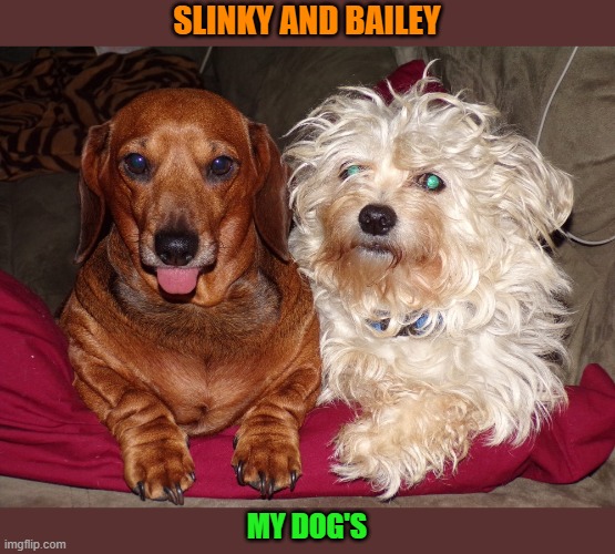 slinky and bailey | SLINKY AND BAILEY; MY DOG'S | made w/ Imgflip meme maker
