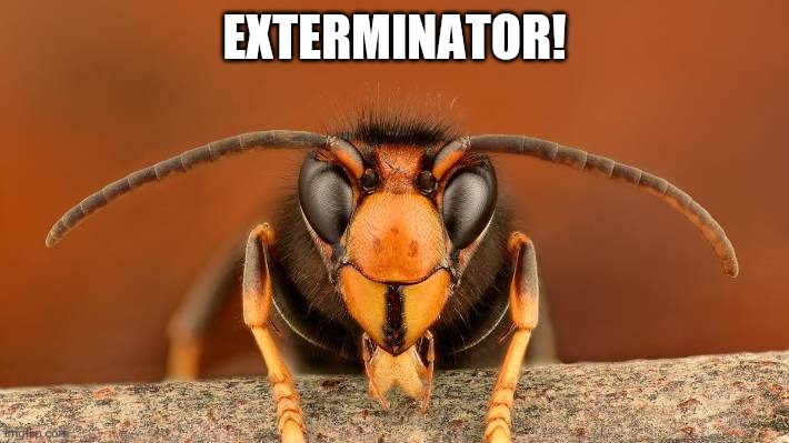 Murder Hornet | EXTERMINATOR! | image tagged in murder hornet | made w/ Imgflip meme maker