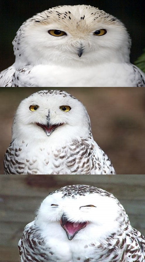 High Quality Bad Pun Owl Blank Meme Template