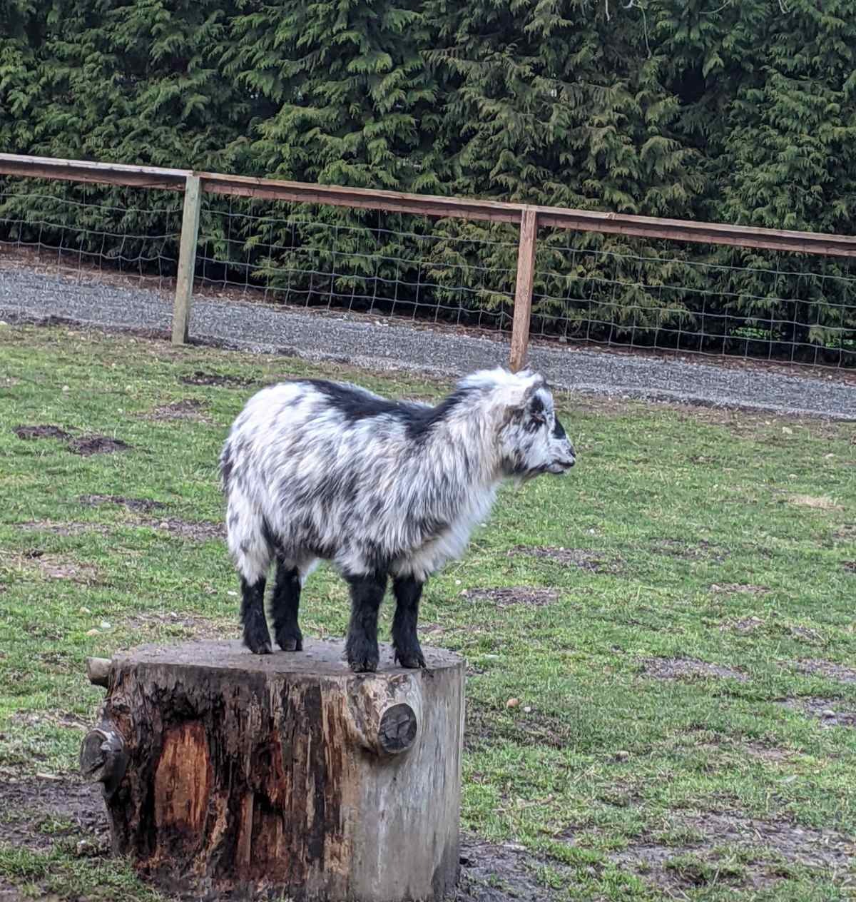 High Quality Goat bc why not Blank Meme Template