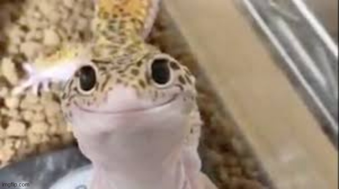 Polite Lizard | image tagged in polite lizard | made w/ Imgflip meme maker