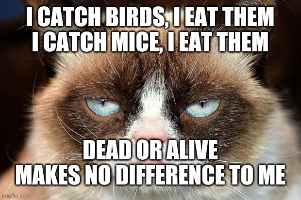 Grumpy Cat Not Amused | I CATCH BIRDS, I EAT THEM
I CATCH MICE, I EAT THEM; DEAD OR ALIVE
MAKES NO DIFFERENCE TO ME | image tagged in memes,grumpy cat not amused,grumpy cat | made w/ Imgflip meme maker