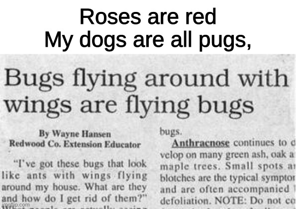 You dont say? | Roses are red
My dogs are all pugs, | image tagged in bugs | made w/ Imgflip meme maker