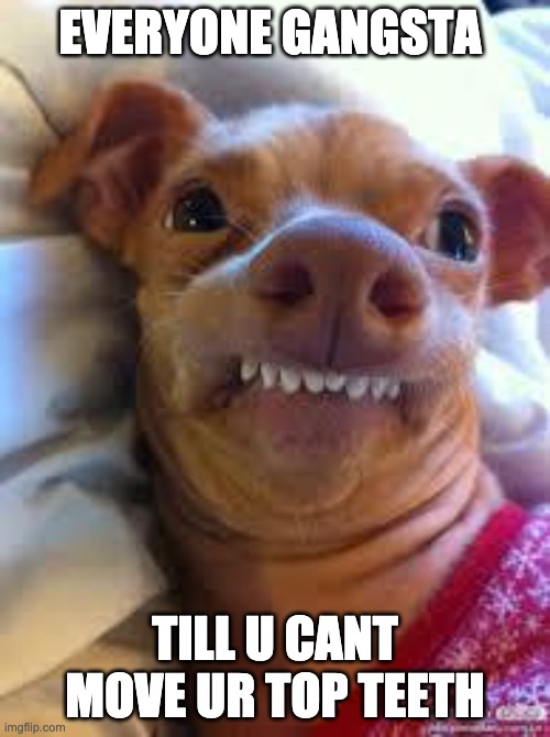 can you? | EVERYONE GANGSTA; TILL U CANT MOVE UR TOP TEETH | image tagged in teeth dog,memes,funny,dogs | made w/ Imgflip meme maker