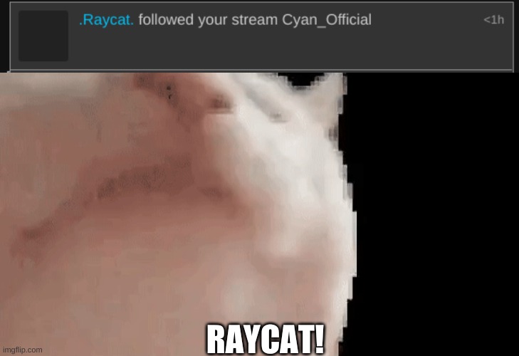 Raycat has joined. .Raycat. is actually my alt tho lol | RAYCAT! | image tagged in vibing cat | made w/ Imgflip meme maker