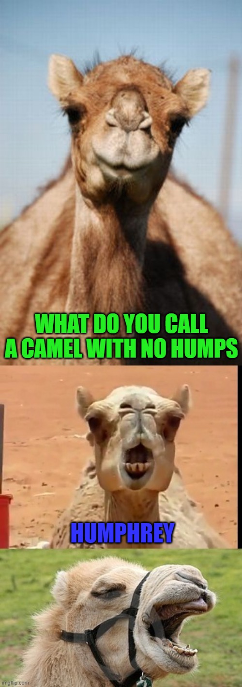 Bad Pun Camel | WHAT DO YOU CALL A CAMEL WITH NO HUMPS; HUMPHREY | image tagged in bad pun camel,camel | made w/ Imgflip meme maker