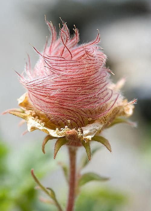 Geum triflorum, Prairie Smoke Flower | image tagged in awesome,pics,photography | made w/ Imgflip meme maker