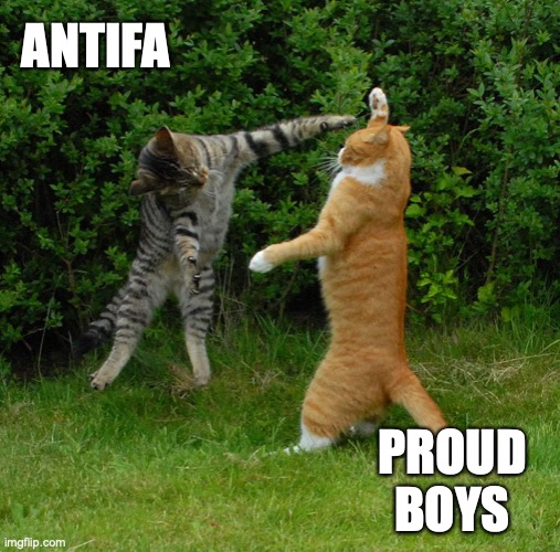 Two cats fighting | ANTIFA; PROUD BOYS | image tagged in two cats fighting | made w/ Imgflip meme maker