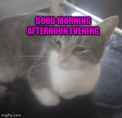 Our cats good morning afternoon evening | GOOD MORNING AFTERNOON EVENING | image tagged in gifs | made w/ Imgflip images-to-gif maker