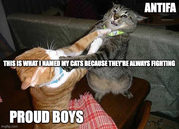 Two cats fighting for real | ANTIFA; THIS IS WHAT I NAMED MY CATS BECAUSE THEY'RE ALWAYS FIGHTING; PROUD BOYS | image tagged in two cats fighting for real | made w/ Imgflip meme maker