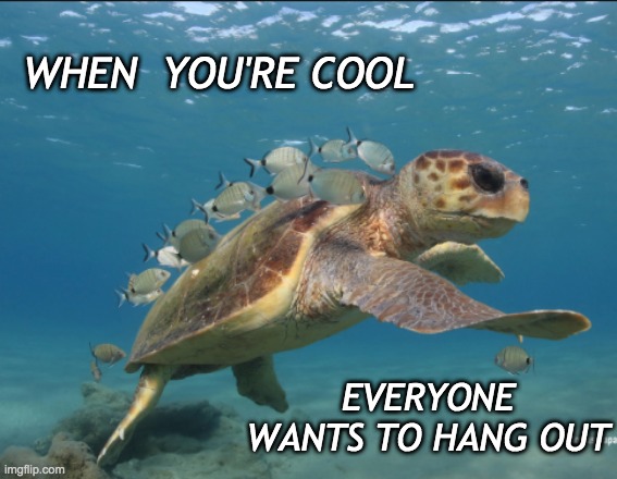 Turtle groupies | WHEN  YOU'RE COOL; EVERYONE WANTS TO HANG OUT | image tagged in turtle buddies,friends | made w/ Imgflip meme maker