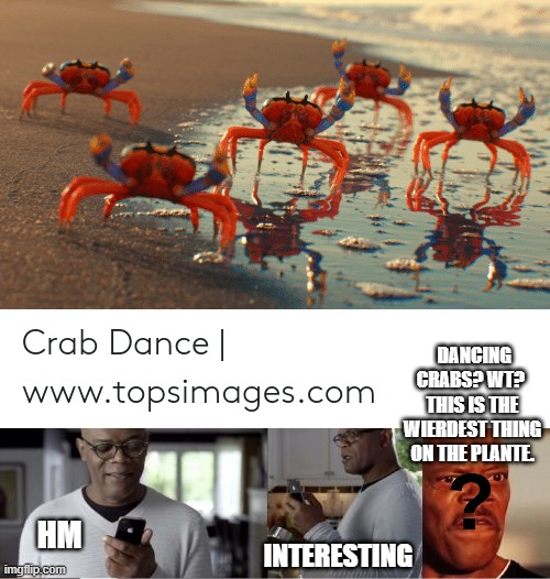 DANCING CRABS? WT?  THIS IS THE WIERDEST THING ON THE PLANTE. HM; INTERESTING | image tagged in memes,samuel l jackson | made w/ Imgflip meme maker
