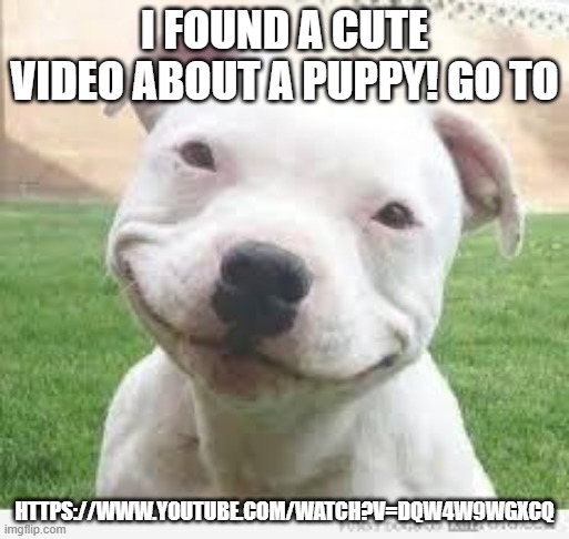 puppy video you should see | I FOUND A CUTE VIDEO ABOUT A PUPPY! GO TO; HTTPS://WWW.YOUTUBE.COM/WATCH?V=DQW4W9WGXCQ | image tagged in happy friday puppy | made w/ Imgflip meme maker