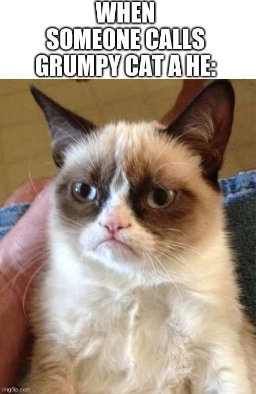 i know some people dont know that she is a she but still it gets annoying | WHEN SOME0NE CALLS GRUMPY CAT A HE: | image tagged in memes,grumpy cat | made w/ Imgflip meme maker