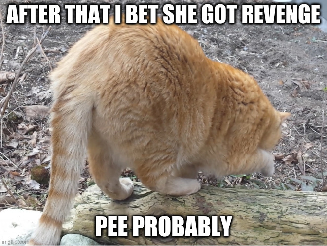 well, dark for a cat | AFTER THAT I BET SHE GOT REVENGE PEE PROBABLY | image tagged in big ass | made w/ Imgflip meme maker