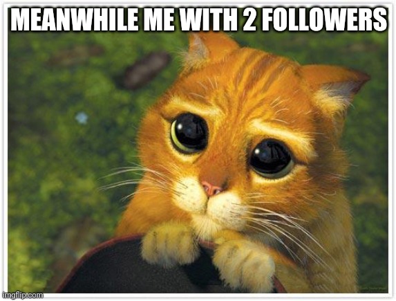 Shrek Cat Meme | MEANWHILE ME WITH 2 FOLLOWERS | image tagged in memes,shrek cat | made w/ Imgflip meme maker