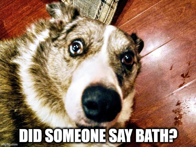 Did someone say bath | DID SOMEONE SAY BATH? | image tagged in bath,dog | made w/ Imgflip meme maker