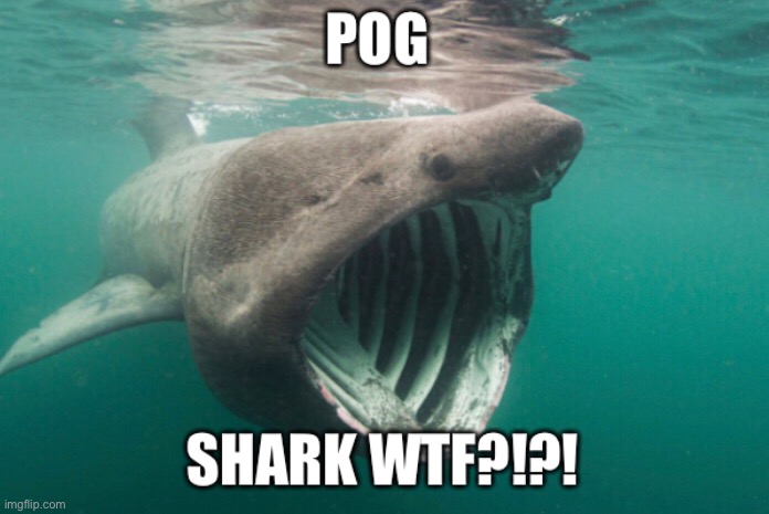 Pog Shark | image tagged in pog,poggers,pogchamp,shark,shark week | made w/ Imgflip meme maker