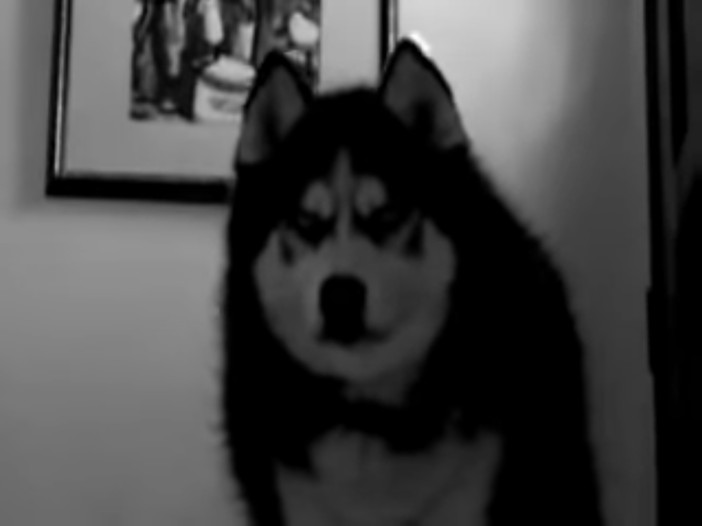 Black Metal Doge Blank Meme Template