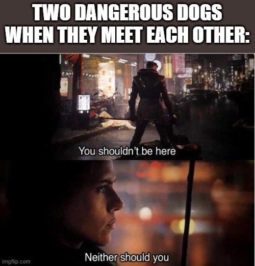 dogs meems | TWO DANGEROUS DOGS WHEN THEY MEET EACH OTHER: | image tagged in you shouldn't be here neither should you | made w/ Imgflip meme maker