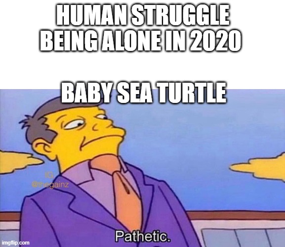 Pathetic | HUMAN STRUGGLE BEING ALONE IN 2020; BABY SEA TURTLE | image tagged in pathetic | made w/ Imgflip meme maker