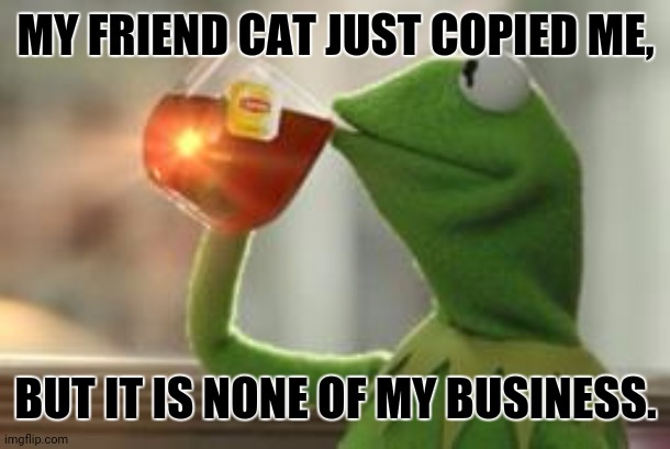 Kermit Tea | MY FRIEND CAT JUST COPIED ME, BUT IT IS NONE OF MY BUSINESS. | image tagged in memes,kermit tea,funny cat memes | made w/ Imgflip meme maker