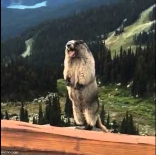 Screaming beaver | image tagged in screaming beaver | made w/ Imgflip meme maker
