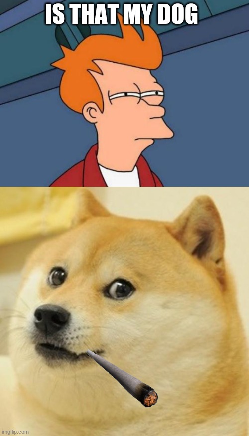 whait | IS THAT MY DOG | image tagged in memes,futurama fry,doge | made w/ Imgflip meme maker