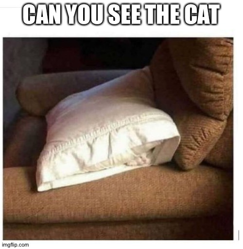 L | CAN YOU SEE THE CAT | image tagged in l | made w/ Imgflip meme maker