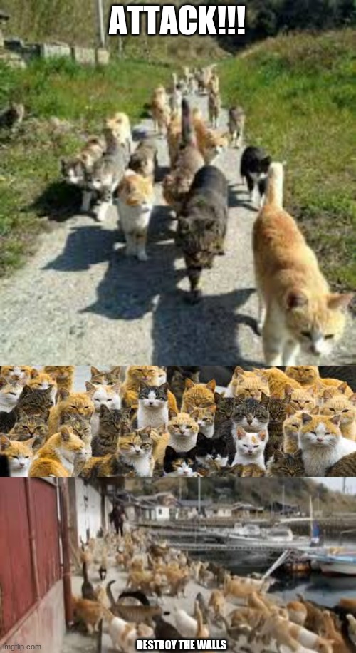 catz army | ATTACK!!! DESTROY THE WALLS | image tagged in cats,army | made w/ Imgflip meme maker