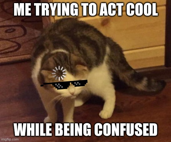Wow i am not cool! | ME TRYING TO ACT COOL; WHILE BEING CONFUSED | image tagged in confused cat | made w/ Imgflip meme maker
