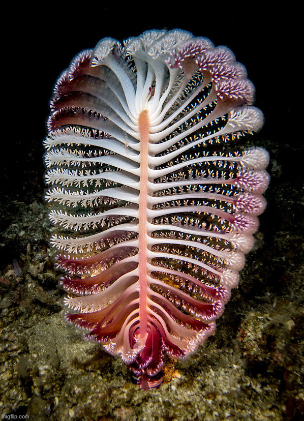 beauty of the ocean | image tagged in awesome | made w/ Imgflip meme maker