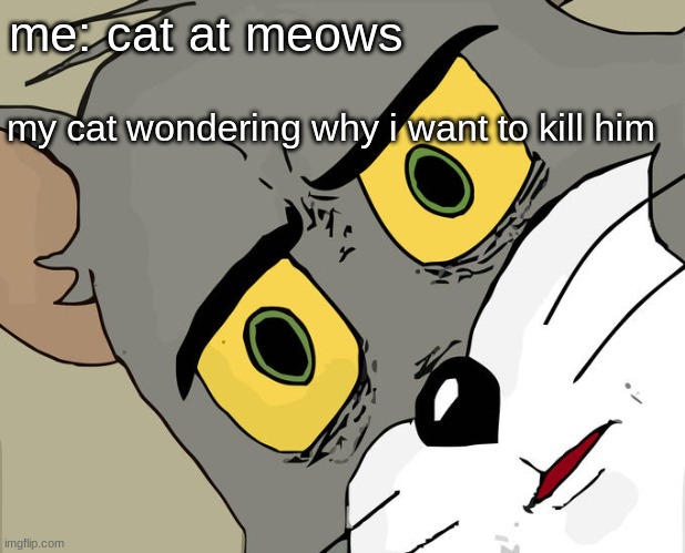 Unsettled Tom | me: cat at meows; my cat wondering why i want to kill him | image tagged in memes,unsettled tom | made w/ Imgflip meme maker