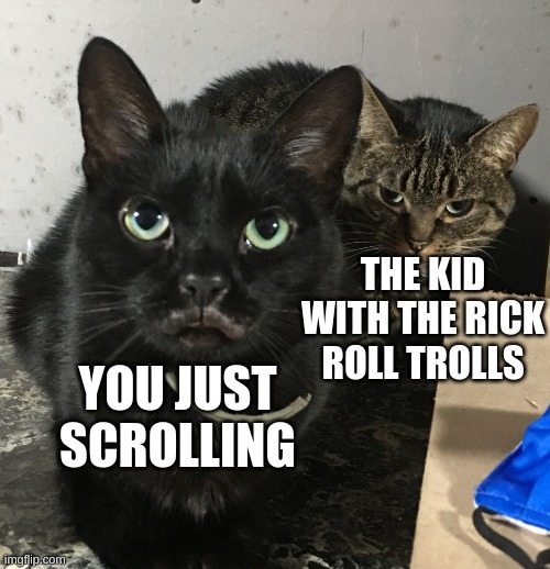 i made this template with my cats, btw | THE KID WITH THE RICK ROLL TROLLS; YOU JUST SCROLLING | image tagged in cat revenge,cats,keep scrolling,memes | made w/ Imgflip meme maker