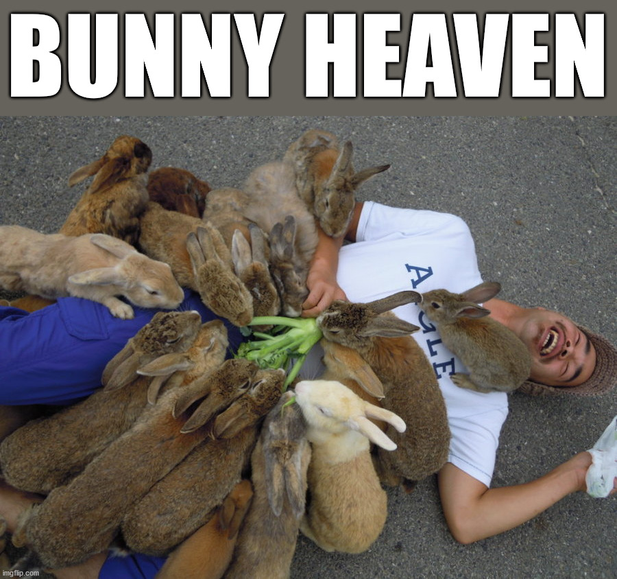 BUNNY HEAVEN | image tagged in bunnies | made w/ Imgflip meme maker