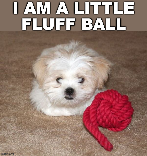 I AM A LITTLE FLUFF BALL | image tagged in dogs | made w/ Imgflip meme maker