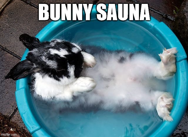 BUNNY SAUNA | image tagged in bunnies | made w/ Imgflip meme maker