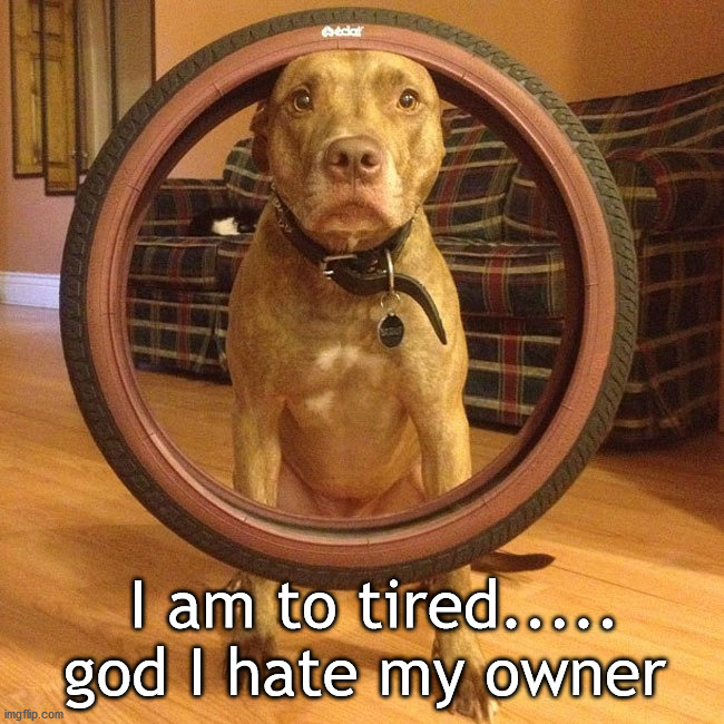 I am to tired..... god I hate my owner | image tagged in eye roll | made w/ Imgflip meme maker