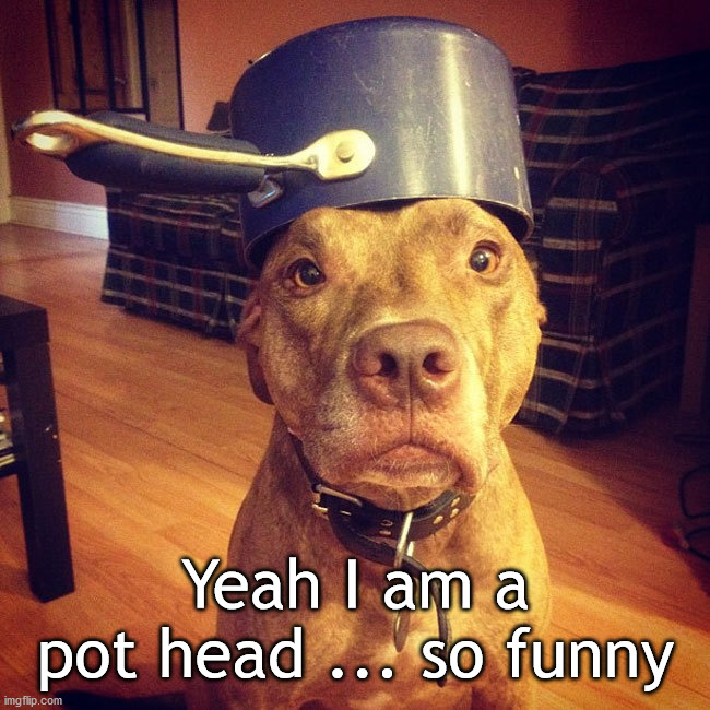 Yeah I am a pot head ... so funny | image tagged in eye roll | made w/ Imgflip meme maker