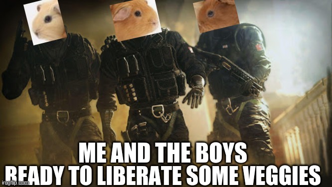 guinea pigs are secretly special forces | ME AND THE BOYS; READY TO LIBERATE SOME VEGGIES | image tagged in guinea pig,rainbow six siege,sas,shout out to nug-chanka,veggies | made w/ Imgflip meme maker
