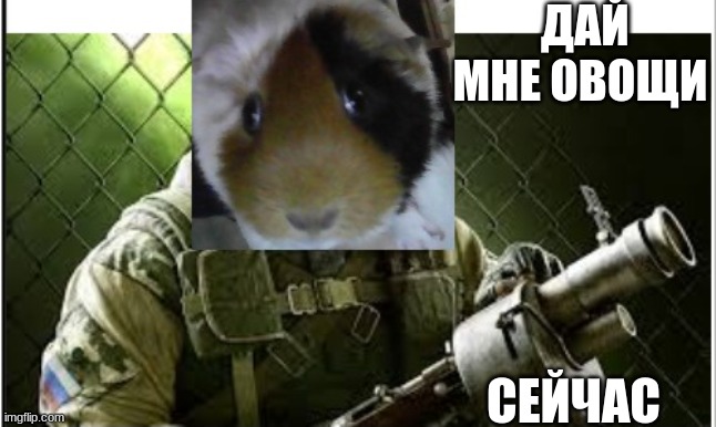 VEGGIES | ДАЙ МНЕ ОВОЩИ; СЕЙЧАС | image tagged in rainbow six siege,guinea pig,tachanka | made w/ Imgflip meme maker