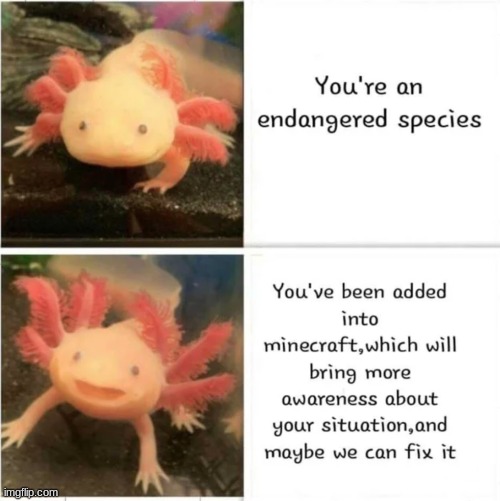 plz help the axolotls | image tagged in e | made w/ Imgflip meme maker