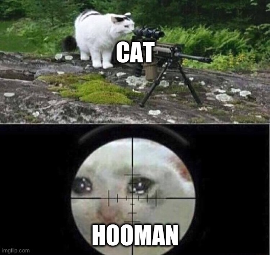 Sniper cat | CAT HOOMAN | image tagged in sniper cat | made w/ Imgflip meme maker