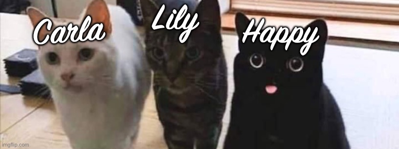 Fairy Tail exceeds | Lily; Carla; Happy | image tagged in fairy tail,fairy tail meme,happy fairy tail,panther lily,carla fairy tail,cats | made w/ Imgflip meme maker