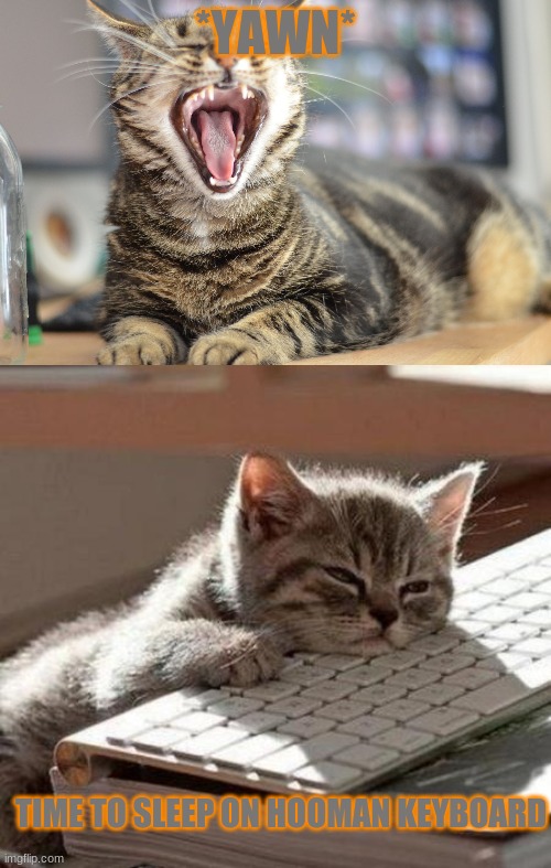 I tired | *YAWN*; TIME TO SLEEP ON HOOMAN KEYBOARD | image tagged in yawning,tired,cat,sleeping,key,board | made w/ Imgflip meme maker