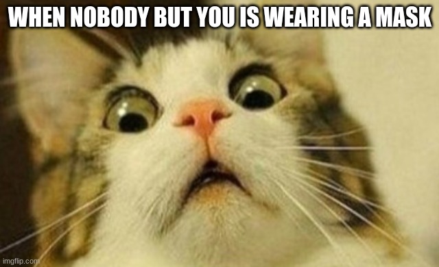 CAT | WHEN NOBODY BUT YOU IS WEARING A MASK | image tagged in scared cat | made w/ Imgflip meme maker