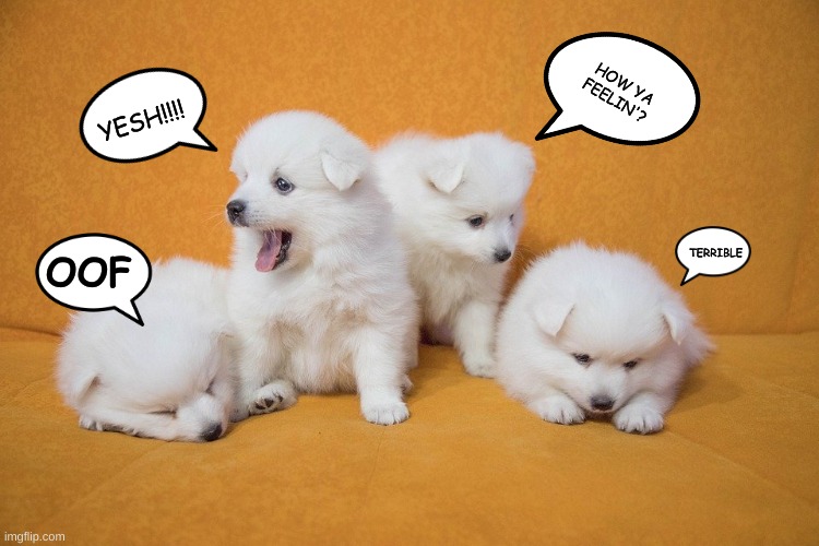 puppy pack | HOW YA FEELIN'? YESH!!!! TERRIBLE; OOF | image tagged in puppy pack | made w/ Imgflip meme maker