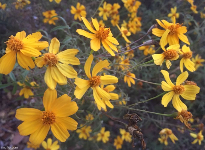 Yellow Flowers | image tagged in yellow,flowers,pretty | made w/ Imgflip meme maker